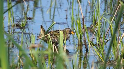 Spotted Crake