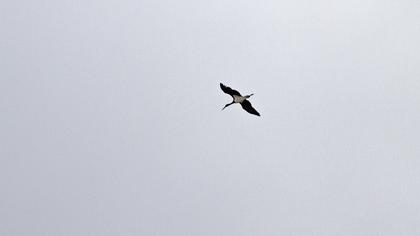 Black Stork
