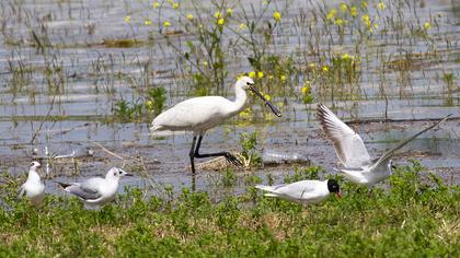 Eurasian Spoonbill