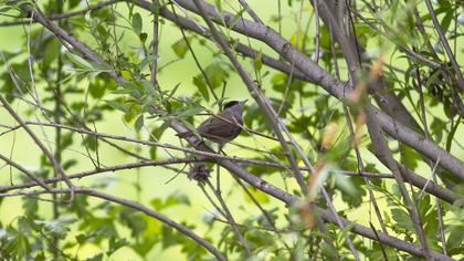 Eurasian Blackcap