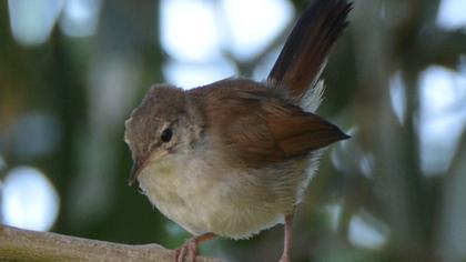 Cetti`s Warbler