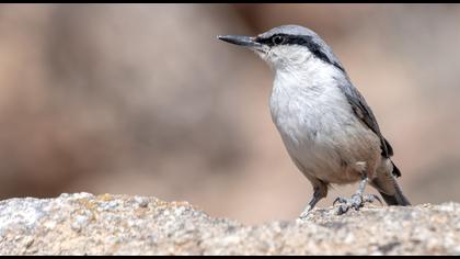 Western Rock Nuthatch