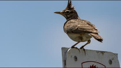 Crested Lark