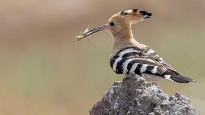 Eurasian Hoopoe