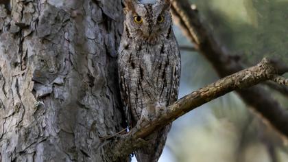 Eurasian Scops Owl