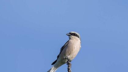 Red-backed Shrike