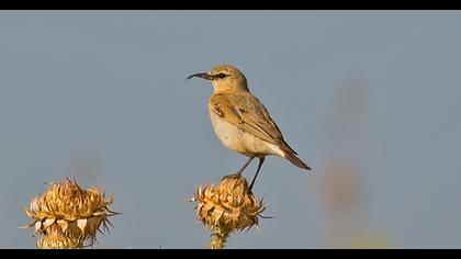 Isabelline Wheatear