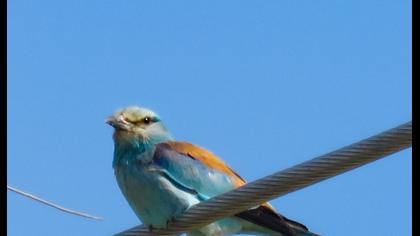 European Roller