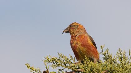 Red Crossbill