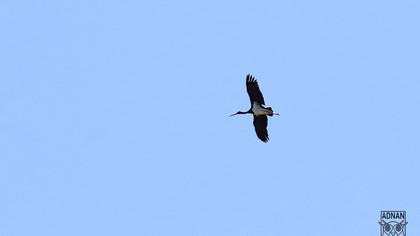 Black Stork