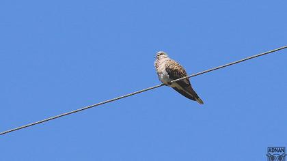 European Turtle Dove
