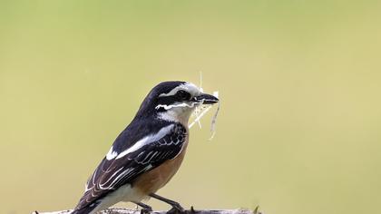 Masked Shrike