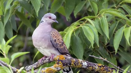 European Turtle Dove