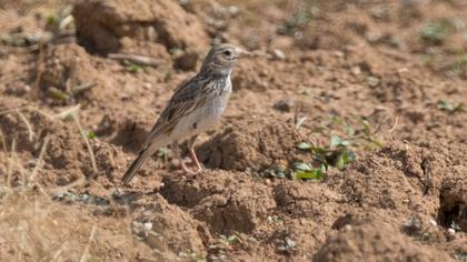 Turkestan Short-toed Lark