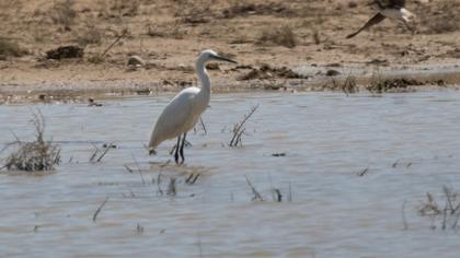 Little Egret