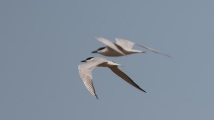 Gull-billed Tern