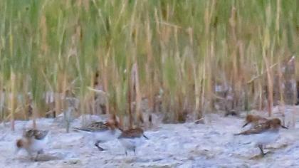 Little Stint