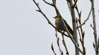 Wood Warbler