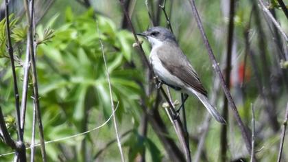 Lesser Whitethroat