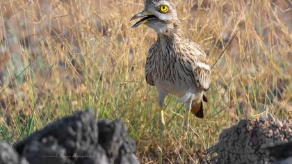 Eurasian Stone-curlew