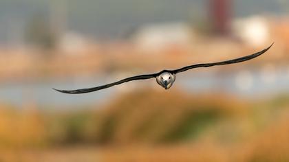 Black-winged Stilt