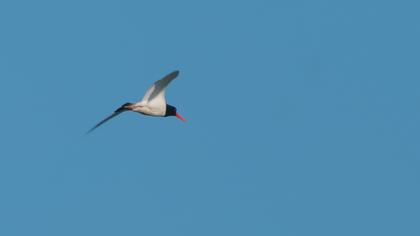 Eurasian Oystercatcher