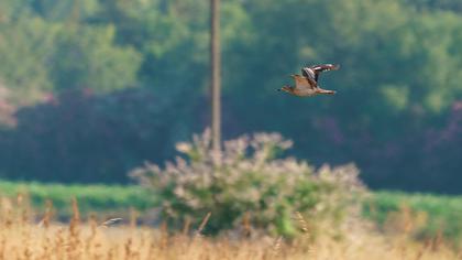 Eurasian Stone-curlew
