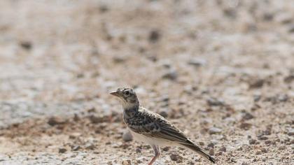 Greater Short-toed Lark