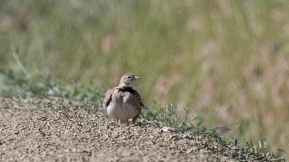 Calandra Lark