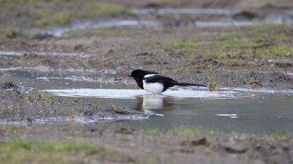 Eurasian Magpie