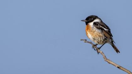 European Stonechat