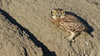 Little Owl