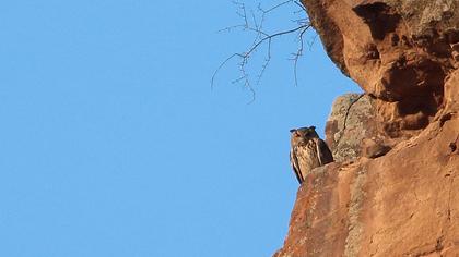 Eurasian Eagle-Owl