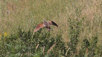 Corn Crake