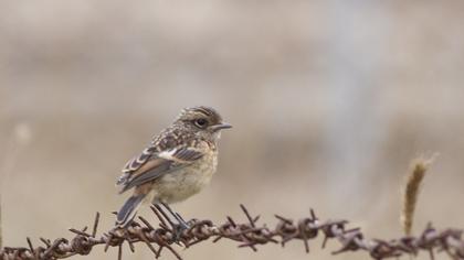 European Stonechat