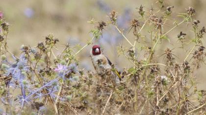 European Goldfinch