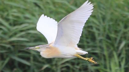 Squacco Heron