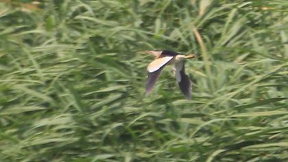 Little Bittern