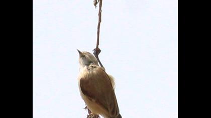 Eurasian Penduline Tit