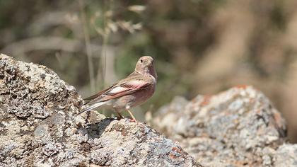 Mongolian Finch