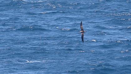 Scopoli`s Shearwater