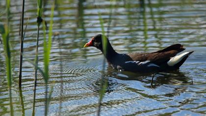 Common Moorhen