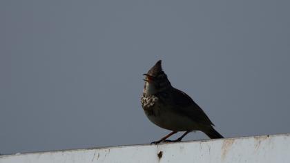 Crested Lark