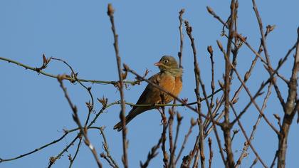 Ortolan Bunting