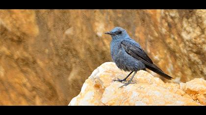 Blue Rock Thrush