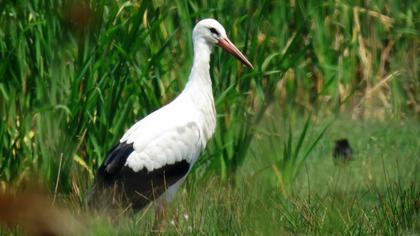 White Stork