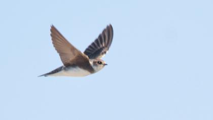 Sand Martin