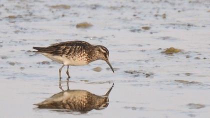 Broad-billed Sandpiper