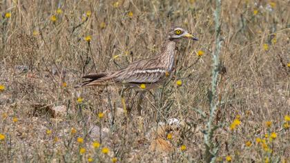 Eurasian Stone-curlew