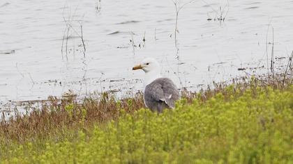 Van gölü martısı
